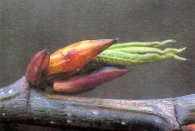 Gemmotherapie: Kiemplanten